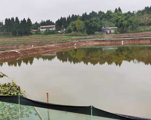 魚苗批發(fā)基地展示