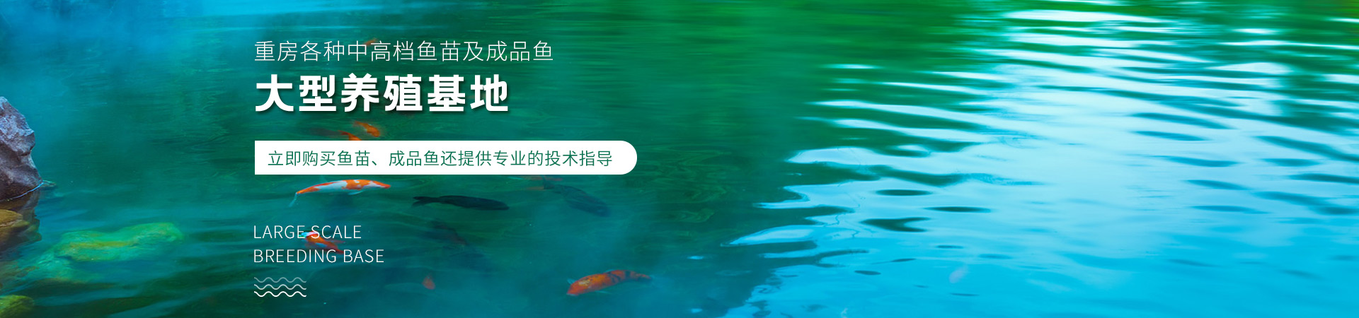 重慶魚苗批發(fā)